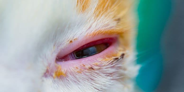 Herpes bei Katzen Gefahr für Mund, Auge und Nase